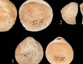 الكشف عن "أصداف" ارتداها الإنسان قبل 120 ألف سنة بالأراضى المحتلة