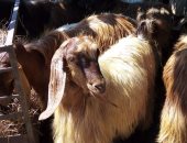 صور.. موسم بيع الأضاحى ينطلق بالعريش وانتشار الشوادر بالمدينة