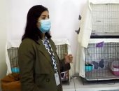 السعودية: فرق تطوعية لإنقاذ القطط الأليفة المفقودة بشوارع الرياض 