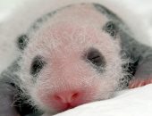 ولادة حيوان باندا صغير فى حديقة بتايوان وزنه 186 جراما "صورة"