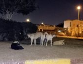 شكوى من انتشار الكلاب الضالة فى مدينة هرم سيتى فى 6 أكتوبر
