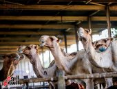 أسواق الأضاحى تستعد لاستقبال العيد