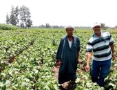 زراعة الشرقية : تنفيذ حقول إرشادية بكفر يوسف سلامة وقرى نشوة وصفيطة وطحلة بردين 