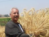 نقيب الفلاحين: موسم توريد القمح من أنجح المواسم بزيادة 300 ألف طن