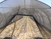 محافظ الوادى الجديد يتفقد مشروع الصوب الزراعية بغرب الموهوب ويوجه بفتح منافذ للبيع
