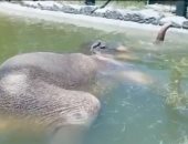 فيل اعتاد أخذ قيلولته فى حمام السباحة بحديقة حيوانات تكساس.. اعرف قصته