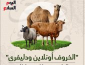 "الخروف أونلاين ودليفرى".. الخليج يضع اشتراطات العيد والأضحية