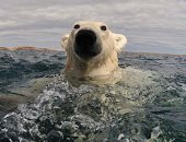 فيديو.. مخاوف من انقراض الدببة القطبية خلال الفترة المقبلة