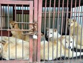 موسم تناول "الكلاب" ينطلق فى كوريا الجنوبية.. وجمعيات حقوق الحيوان تعترض
