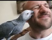 وصلة دلع من ببغاء أحمد مكى.. والفنان يعلق: زينهم بيصبح.. فيديو