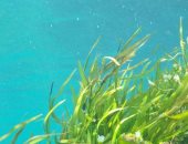 دراسة بمجلة cell: الطحالب البحرية تتفوق على دواء ريمديسيفير فى مكافحة كورونا