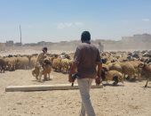 إفتتاح مشروع شادر تسليم وتوزيع الأضاحى بالتقسيط على الموظفين بمرسى مطروح