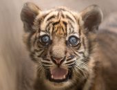 حديقة حيوان بولندية تبحث عن اسم نمر نادر مولود حديثا.. صور