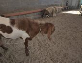 أضحية العيد.. أغلى خروف عربى فى البحرين.. اعرف تمنه