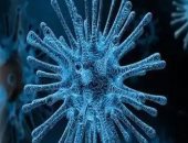 اكتشاف سلالة جديدة من الفيروسات التاجية شديدة العدوى فى إندونسيا