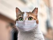 إصابة قطة بسلالة فيروس كورونا الجديدة بروسيا.. عانت من فقدان الشهية والحمى