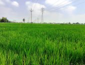 "الزراعة" تصدر نشرة بالتوصيات الفنية لمزارعى محصول الأرز يجب مراعاتها خلال يوليو