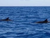 فيديو.. الحيتان الحدباء تنعش السياحة فى كوستاريكا