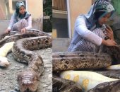 مراهقة إندونسية تربى 6 أفاعى عملاقة فى منزلها "كأنهم قطط وكلاب"