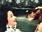 نجوم الفن يؤرخون لأجمل لحظات المرح مع خروف العيد.. من أحمد مظهر لـ مى كساب