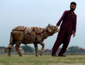 تجميل وتزيين الأضحية أحد أهم مظاهر العيد في أفغانستان