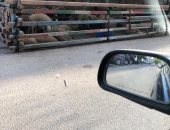 شكوى من انتشار شوادر الخرفان بشارع أسماء فهمى فى مدينة نصر