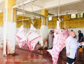 صور .. محافظ كفر الشيخ : فتح 19 مجزرا لاستقبال الأضاحى والذبح بالمجان 