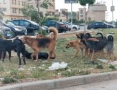شكوى من انتشار الكلاب الضالة بالتجمع الخامس والأول بالقاهرة الجديدة