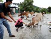 ذبح الأضاحى حول العالم × 11 صورة