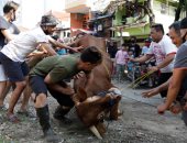 صور.. مسلمو إندونيسيا يذبحون الأضاحى بعد انتهاء صلاة عيد الأضحى