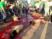 ذبح الأضاحى فى محال الجزارة بالإسكندرية وسط أجواء من الفرح.. صور