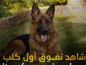 لجنة الأوبئة الأردنية تقلل من خطورة نقل الكلاب لكورونا إلى الإنسان