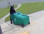 دب يبحث عن الطعام فى سلة القمامة بولاية فلوريدا الأمريكية .. فيديو
