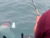 سمكة قرش تهاجم سنارة شاب أمريكى لتنافسه على صيده.. فيديو وصور