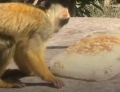قرود سنجابية تأكل آيس كريم داخل حديقة حيوان لندن بطريقة طريفة.. فيديو