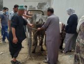 محافظ كفر الشيخ: برنامج تدريبى لتأهيل خريجى الطب البيطرى وتحصين 48675 طائرًا