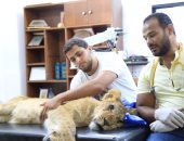 انقذه من الموت وهو صغير فرد له الجميل وهو كبير.. الصداقة المستحيلة بين أسد وإنسان