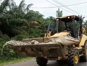 سكان جزر بإندونيسيا يقتلون تمساحا عملاقا ويرفضون خروجه من قريتهم.. صور