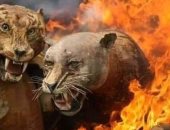 معاناة الحيوانات تزداد بسبب حرائق العالم.. موت 22 ألفا فى جاليسيا خلال يوليو فقط.. و202 نوع مهدد بالانقراض بتكرارها.. واشتعال غابات الأمازون يضع وجود 265 دابة على المحك.. وسعير استراليا يقتل مليار حيوان