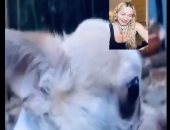 مكالمة فيديو بين مادونا وكلبها كوكو لتحضير هدية عيد ميلادها.. فيديو وصور