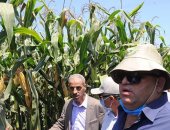 "الزراعة" تنظم يوم حقلى فى محافظة كفر الشيخ لـ "الذرة الشامية"  