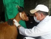 بيطرى الشرقية يرش 37 ألف رأس ماشية ويجرع 24 ألف لمكافحة الطفيليات.. صور
