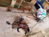قصة نفوق حصان بعد ضربه بـ"شاكوش" على رأسه من صاحبه ليحمل حمولة زائدة.. صور