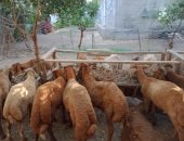 حملات بيطرية لتحصين الدواجن والماشية بقرى ومدن محافظة كفر الشيخ