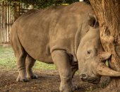 علماء يحاولون إنقاذ وحيد القرن الأبيض من الانقراض فى كينيا بالتلقيح الصناعى