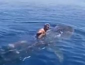 مشهد صادم.. رجل يركب على ظهر "القرش الحوت" فى البحر الأحمر.. فيديو