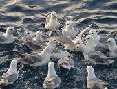 تحذيرات.. التلوث البلاستيكى يطلق مواد كيميائية داخل معدة الطيور البحرية