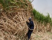 السودان.. غرق المساحات المزوعة بقصب السكر بسنار جراء السيول  