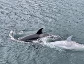 لقطات فيديو نادرة لحوت أوركا القاتل لأول مرة بالقرب من سواحل ألاسكا