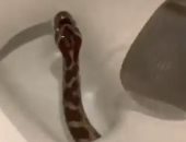 أمريكى يعيش كابوسا مزعجا لوجود ثعبان داخل قاعدة المرحاض.. فيديو